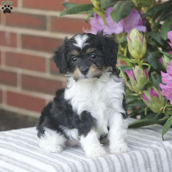 Pixie, Cavapoo Puppy